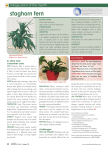 staghorn fern - Super Floral Retailing