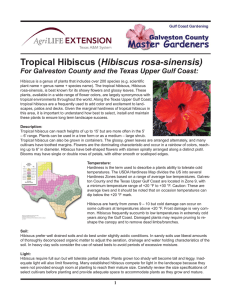 Tropical Hibiscus (Hibiscus rosa-sinensis)