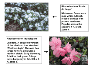 Rhododendron `Bubblegum` Lepidote. A polyploid version of the