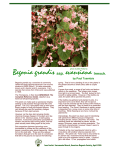 Begonia grandis ssp. evansiana Irmsch.