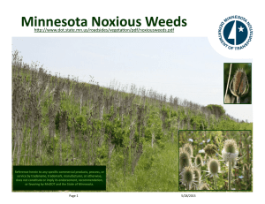 Minnesota Noxious Weeds - Minnesota Department of Transportation