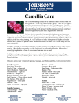 Camellia Care - johnsonsflorists.com