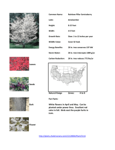 Rainbow Pillar Serviceberry