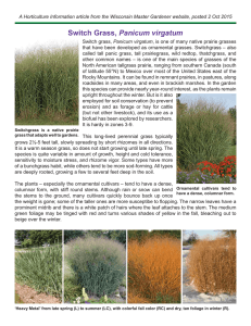 Switch Grass, Panicum virgatum