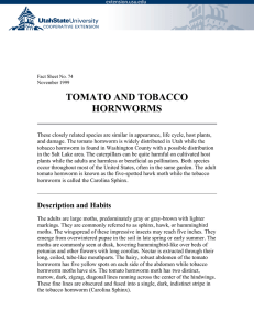 Tomato and Tobacco Hornworms - Utah State University Extension
