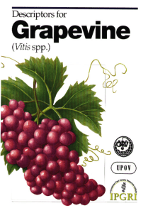 Descriptors for grapevine (Vitis spp.) - ECPGR