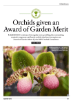 Part three of orchids given an award of garden merit