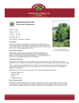 Elegantissima Arborvitae - County Line Landscape Nursery