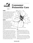 Consumer Poinsettia Care - Alabama Cooperative Extension System