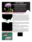 American Basketflower Fact Sheet