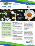 Oxeye Daisy - Alberta Invasive Species Council
