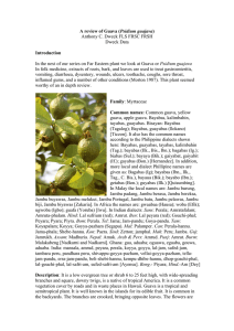 A review of Guava (Psidium guajava)