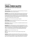 TWO-TOED SLOTH