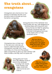 The truth about… orangutans