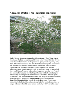Anacacho Orchid Tree (Bauhinia congesta)