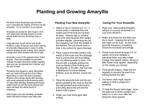 Planting and Growing Amaryllis