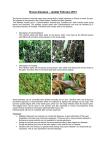 Buxus diseases update February 2014