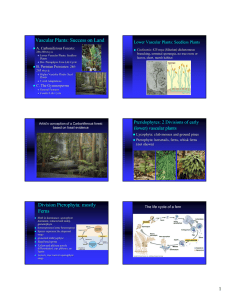 Vascular Plants