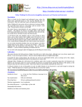 Yellow Walking Iris - Buyers info