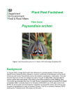 Paysandisia archon (Palm Borer) (2016) PDF