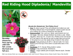 Red Riding Hood Dipladenia/ Mandevilla