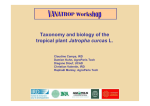 Taxonomy and biology of the tropical plant Jatropha curcas L.