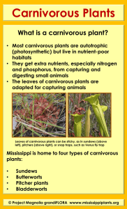 Carnivorous Plants - Magnolia grandiFLORA