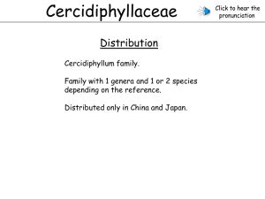 Cercidiphyllaceae