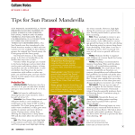 Tips for Sun Parasol Mandevilla