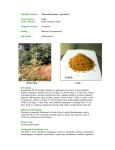 Scientific Name: Trigonella foenum – graceum L
