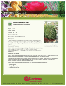 Techny Globe Arborvitae