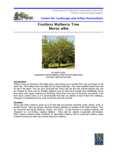 Fruitless Mulberry Tree Morus alba