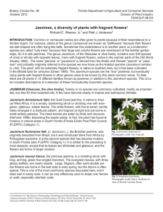 Jasmines, a diversity of plants with fragrant flowers1