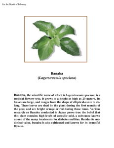Banaba (Lagerstroemia speciosa)