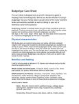 Budgerigar Care Sheet