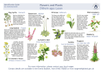 Plantlife - 786kb PDF - OutdoorHighlands.co.uk
