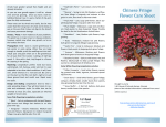 Chinese Fringe Flower Care Sheet