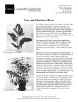 Care and Selection of Ficus - Cornell Cooperative Extension of