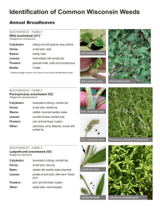 IPM Crop Scouting Weed Guide