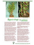Begonia dregei - American Begonia Society