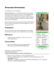Dracaena deremensis - Wikipedia, the free encyclopedia