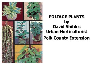 House Plants 2013 - UF/IFAS Extension Polk County