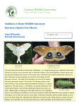 Giant Silk Moth species - Loudoun Wildlife Conservancy