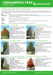 Fact Sheet Ornamental Pear