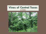 Vines of Central Texas