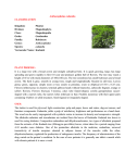 Anthocephalus cadamba CLASSIFICATION Kingdom: Plantae