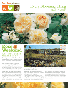 Rose Weekend - North Haven Gardens