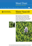Water Hyacinth - naturalresources.sa.gov.au
