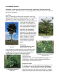 Growth habits of palms