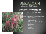 Melaleuca - San Diego Master Gardeners
